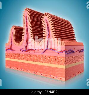 Dünndarm Wand, Abbildung Stockfoto