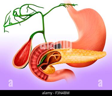 Querschnitt des Pankreas, Abbildung Stockfoto