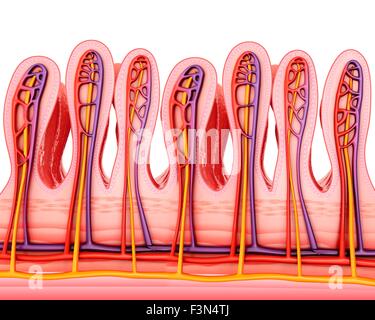 Dünndarm Wand, Abbildung Stockfoto