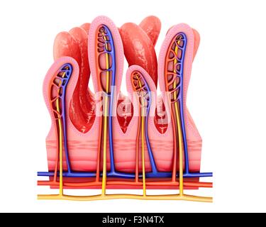 Dünndarm Wand, Abbildung Stockfoto