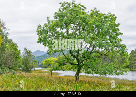 GROßE GLEN WAY ODER TRAIL LAGGAN, FORT AUGUSTUS SCHOTTLAND ESCHE ENTLANG DES CALEDONIAN CANAL Stockfoto