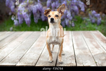 kleine Haustier Chihuahua Hund steht auf dem Deck der Holzplatten mit ihr ins Ohr, vor Glyzinien. Stockfoto