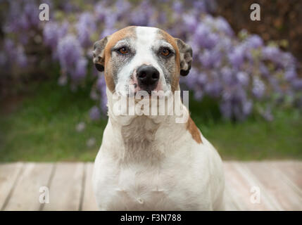 kragenlose Senior Pitbull Hund sitzt auf Holz Deck vor lila Glyzinien Blume Reben Stockfoto