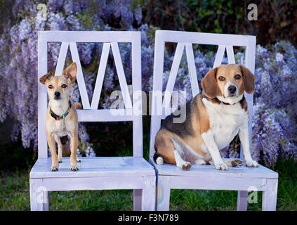 2 Hunde sitzen auf 2 hölzerne Lavendel-Stühlen vor Glyzinien Ranke Blumen Stockfoto