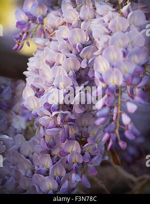 Stiele der blühenden Glyzinien Ranke Blumen in lila und Lavendel hängen nach unten vor einem verschwommenen Hintergrund Stockfoto