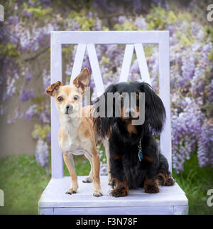 2 kleine Hunde sitzen auf einem Lavendel Holz Stuhl vor Glyzinien Ranke Blumen auf die leuchtenden Augen der Kamera. Stockfoto