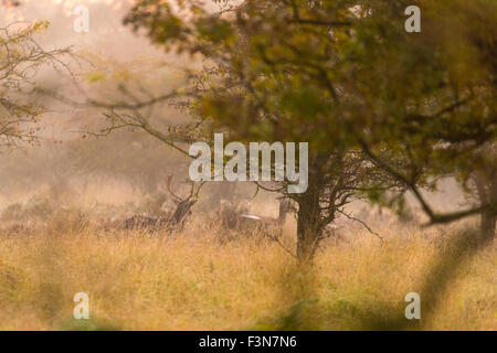 Cannock Chase, Staffordshire, UK. 10. Oktober 2015. Samstag, 10. Oktober 2015 ist eine kalte Nebel Start in den Tag über Cannock Chase mit Temperaturen unter dem Durchschnitt für diese Zeit des Jahres in Staffordshire und wilde Rehe füttern, wie die Sonne, Credit aufgeht sind: David Holbrook/Alamy Live News Stockfoto