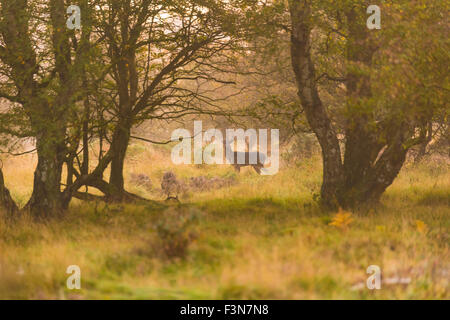 Cannock Chase, Staffordshire, UK. 10. Oktober 2015. Samstag, 10. Oktober 2015 ist eine kalte Nebel Start in den Tag über Cannock Chase mit Temperaturen unter dem Durchschnitt für diese Zeit des Jahres in Staffordshire und wilde Rehe sind, bewacht von der Hirsch füttern wie die Sonne, Credit aufgeht: David Holbrook/Alamy Live News Stockfoto