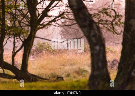 Cannock Chase, Staffordshire, UK. 10. Oktober 2015. Samstag, 10. Oktober 2015 es ist ein kalter Nebel Start in den Tag über Cannock Chase mit Temperaturen unter dem Durchschnitt für diese Zeit des Jahres in Staffordshire und wilde Rehe sind, Fütterung, bewacht von der Hirsch, wie die Sonne, Credit aufgeht: David Holbrook/Alamy Live News Stockfoto