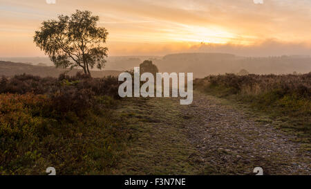 Cannock Chase, Staffordshire, UK. 10. Oktober 2015. Samstag, 10. Oktober 2015 ist es ein kalter Nebel Start in den Tag über Cannock Chase mit Temperaturen unter dem Durchschnitt für diese Zeit des Jahres in Staffordshire uk Credit: David Holbrook/Alamy Live News Stockfoto