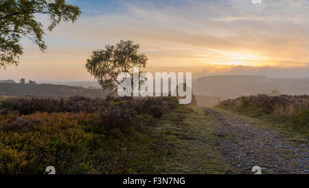 Cannock Chase, Staffordshire, UK. 10. Oktober 2015. Samstag, 10. Oktober 2015 ist es ein kalter Nebel Start in den Tag über Cannock Chase mit Temperaturen unter dem Durchschnitt für diese Zeit des Jahres in Staffordshire uk Credit: David Holbrook/Alamy Live News Stockfoto