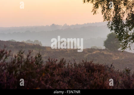 Cannock Chase, Staffordshire, UK. 10. Oktober 2015. Samstag, 10. Oktober 2015 ist eine kalte Nebel Start in den Tag über Cannock Chase mit Temperaturen unter dem Durchschnitt für diese Zeit des Jahres in Staffordshire und wilde Rehe füttern, wie die Sonne, Credit aufgeht sind: David Holbrook/Alamy Live News Stockfoto