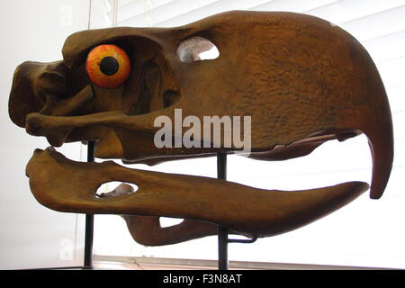 Ein Modell für die Giganticskull ein "Terror-Vogel" angezeigt in der Alfred Denny Museum, Universität von Sheffield, England, UK Stockfoto