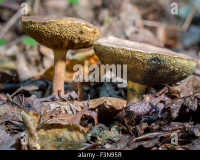 Zwei Xerocomellus Chrysenteron Pilze wachsen in den Wald Stockfoto