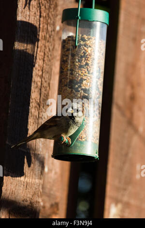 Spatz Essen Samen Muttern aus Garten Feeder Montrose Angus Scotland UK Stockfoto