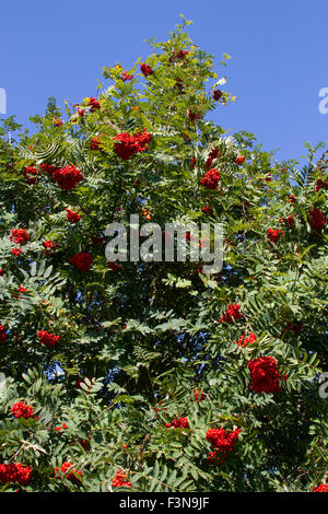 Eberesche mit Beeren Stockfoto