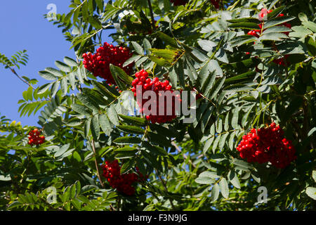 Eberesche mit Beeren Stockfoto