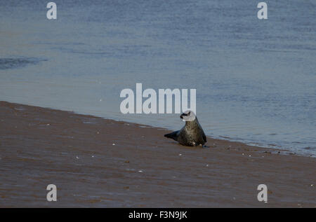 Seehunde in Sonne auf flachen Schlamm Stockfoto