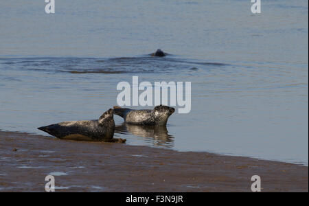 Seehunde sonnen sich am Wattenmeer Stockfoto