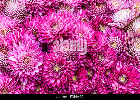 Ein Bett aus lila und rosa Chrysanthemen Stockfoto