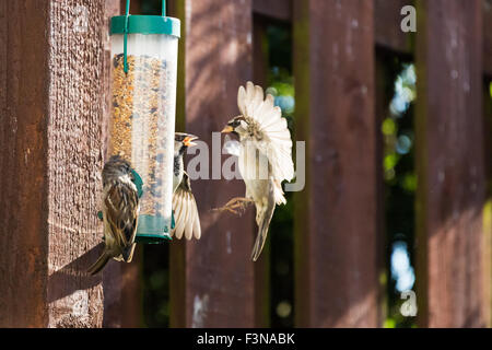 Spatzen Verzehr von Nüssen Samen aus Garten Feeder Montrose Angus Scotland UK Stockfoto