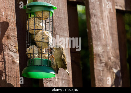 Spatzen Verzehr von Nüssen Samen aus Garten Feeder Montrose Angus Scotland UK Stockfoto