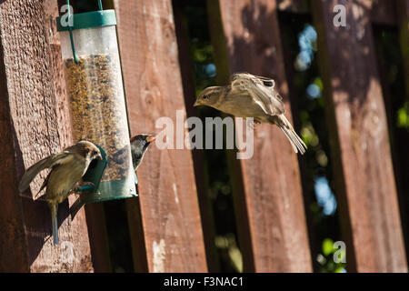 Spatzen Verzehr von Nüssen Samen aus Garten Feeder Montrose Angus Scotland UK Stockfoto