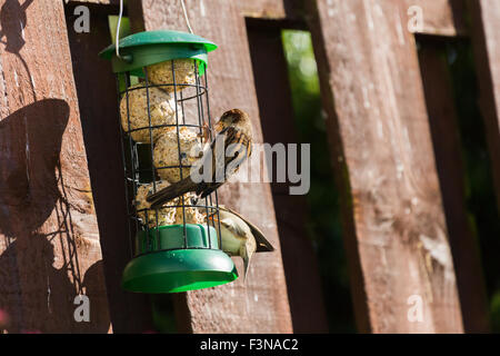 Spatzen Verzehr von Nüssen Samen aus Garten Feeder Montrose Angus Scotland UK Stockfoto