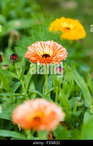 Ringelblumen (Calendula Officinalis) Stockfoto