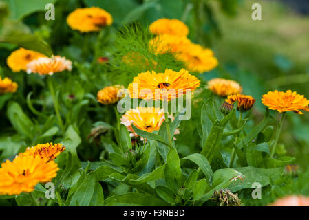 Ringelblumen (Calendula Officinalis) Stockfoto