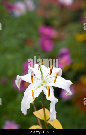 Lilium Speciosum Blume im Garten. Stockfoto