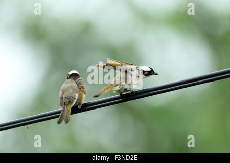 Licht-entlüftet Bulbul (Pycnonotus Sinensis) in Taiwan Stockfoto