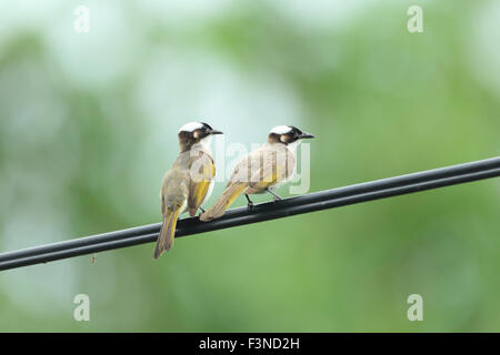 Licht-entlüftet Bulbul (Pycnonotus Sinensis) in Taiwan Stockfoto