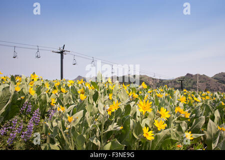 Squaw Valley Ski-Hügel im Sommer. Selektiven Fokus auf Maultier Ohr Blüten und lila Lupine im Vordergrund. Kopieren Sie Raum. Stockfoto