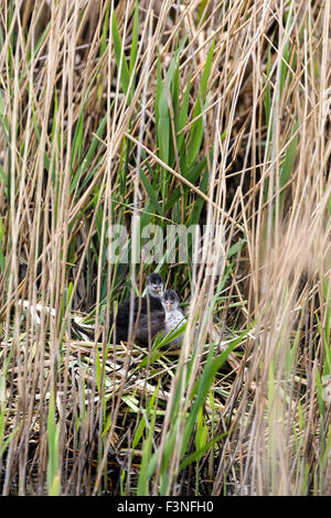 Young-Blässhuhn Küken im Nest. Riverside. Norfolk Broads UK Stockfoto