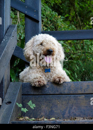 Lagotto Romagnolo Hund mit Zunge, UK Stockfoto