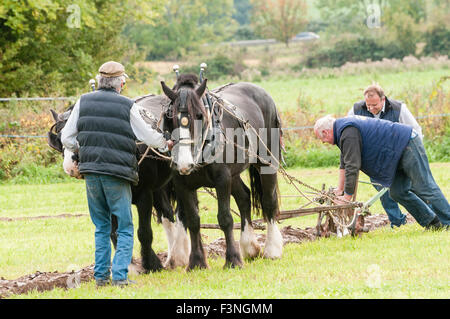 Lisburn, Nordirland. 10. Oktober 2015 - nutzt ein Konkurrent ein paar Clydesdale-Pferde zu einem Feld bei der Northern Ireland Pflügen Association Championships Pflügen Stockfoto