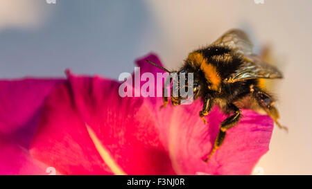 Makro Nahaufnahme von Biene auf rosa Petunien Blume Stockfoto