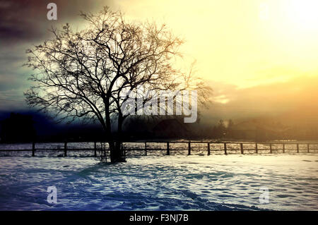 Winter Baum Konzeptbild. Dead Winter Baum auf das Feld mit Schnee bedeckt. Stockfoto