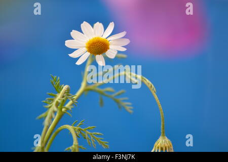 Gänseblümchen, weiße Daisy, Daisy Geist, der Geist der Blume, gute Gefühle, die Welt der Blumen, Kamille Welt, Gerber daisies Stockfoto