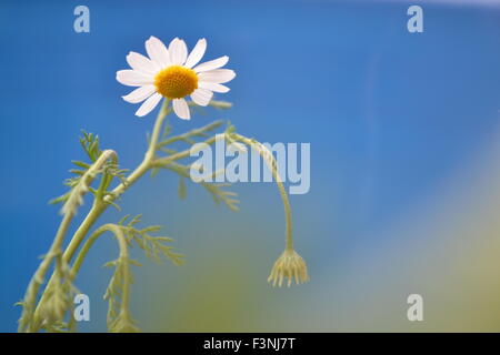 Gänseblümchen, weiße Daisy, Daisy Geist, der Geist der Blume, gute Gefühle, die Welt der Blumen, Kamille Welt, Gerber daisies Stockfoto