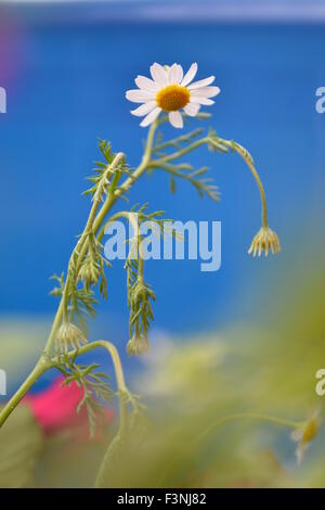 Gänseblümchen, weiße Daisy, Daisy Geist, der Geist der Blume, gute Gefühle, die Welt der Blumen, Kamille Welt, Gerber daisies Stockfoto