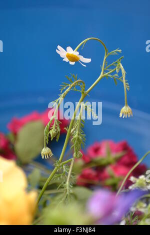 Gänseblümchen, weiße Daisy, Daisy Geist, der Geist der Blume, gute Gefühle, die Welt der Blumen, Kamille Welt, Gerber Daisies, Stockfoto