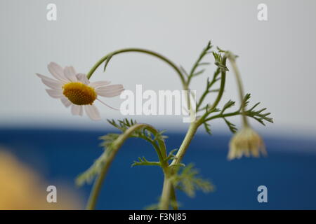 Gänseblümchen, weiße Daisy, Daisy Geist, der Geist der Blume, gute Gefühle, die Welt der Blumen, Kamille Welt, Gerber daisies Stockfoto