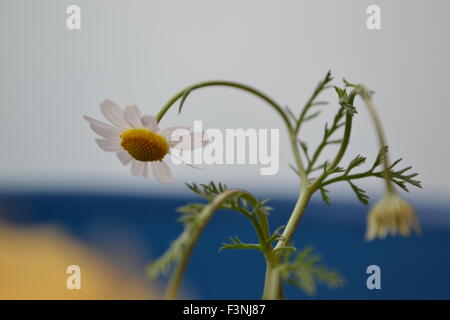 Gänseblümchen, weiße Daisy, Daisy Geist, der Geist der Blume, gute Gefühle, die Welt der Blumen, Kamille Welt, Gerber daisies Stockfoto