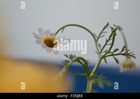 Gänseblümchen, weiße Daisy, Daisy Geist, der Geist der Blume, gute Gefühle, die Welt der Blumen, Kamille Welt, Gerber Daisies, Stockfoto