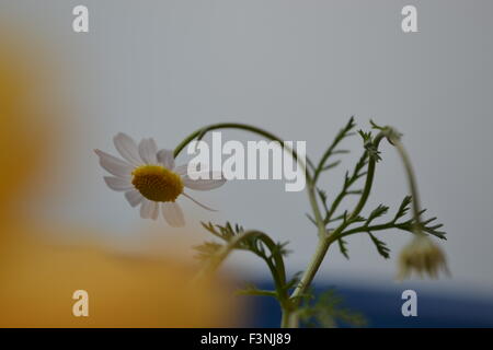 Gänseblümchen, weiße Daisy, Daisy Geist, der Geist der Blume, gute Gefühle, die Welt der Blumen, Kamille Welt, Gerber daisies Stockfoto