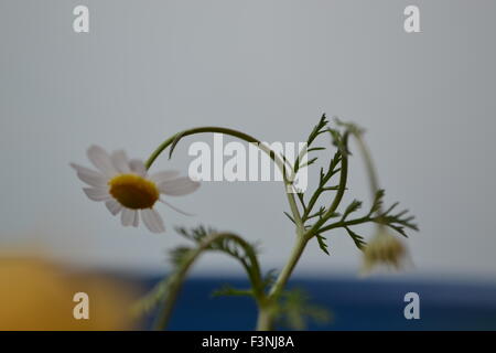 Gänseblümchen, weiße Daisy, Daisy Geist, der Geist der Blume, gute Gefühle, die Welt der Blumen, Kamille Welt, Gerber daisies Stockfoto