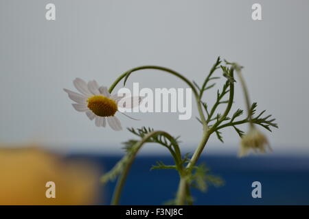 Gänseblümchen, weiße Daisy, Daisy Geist, der Geist der Blume, gute Gefühle, die Welt der Blumen, Kamille Welt, Gerber daisies Stockfoto