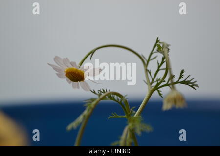 Gänseblümchen, weiße Daisy, Daisy Geist, der Geist der Blume, gute Gefühle, die Welt der Blumen, Kamille Welt, Gerber Daisies, Stockfoto